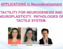 Applications In NeuroDevelopment Tactility For Neurogenesis And Neuroplasticity Pathologies Of Tactile System