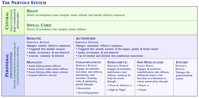 brain and spinal cord reflexes